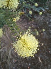 Melaleuca densa