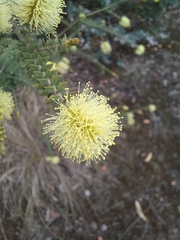 Melaleuca densa