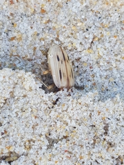 Eurynebria complanata