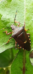 Pinthaeus sanguinipes