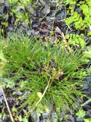 Juncus capensis