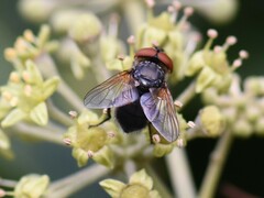 Phasia aurigera