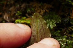 Corybas oblongus