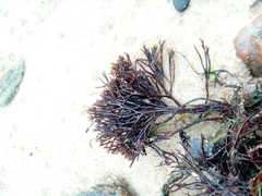 Furcellaria lumbricalis