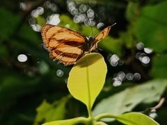 Pantoporia paraka