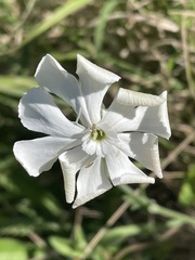 Silene undulata