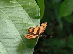 Pantoporia paraka