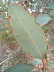 Eucalyptus preissiana