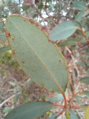 Eucalyptus preissiana