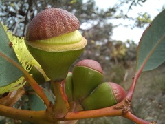Eucalyptus preissiana