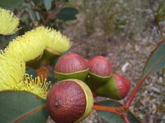 Eucalyptus preissiana
