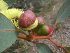Eucalyptus preissiana