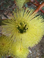 Eucalyptus preissiana