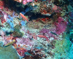 Pyronotanthias smithvanizi