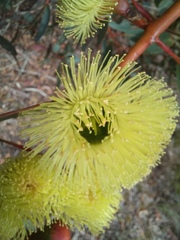 Eucalyptus preissiana