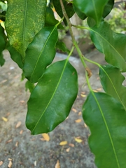 Photinia serratifolia