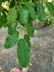 Photinia serratifolia