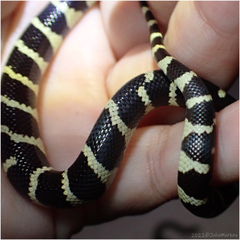 Lampropeltis californiae