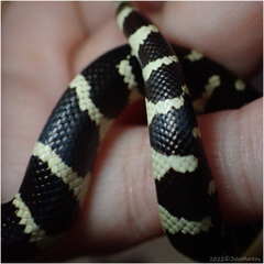 Lampropeltis californiae