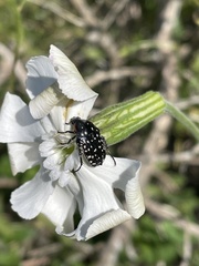 Oxythyrea marginalis