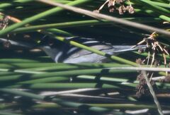Curruca melanocephala