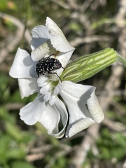 Oxythyrea marginalis