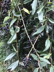 Prunus padus