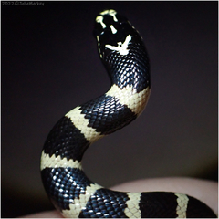 Lampropeltis californiae
