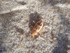 Eurynebria complanata