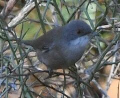 Curruca melanocephala