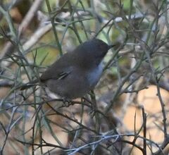 Curruca melanocephala