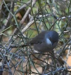 Curruca melanocephala