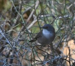 Curruca melanocephala