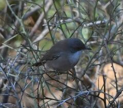 Curruca melanocephala