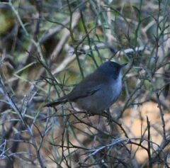 Curruca melanocephala