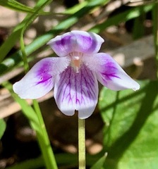 Viola hederacea