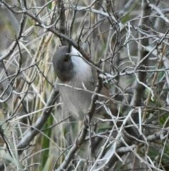 Curruca melanocephala