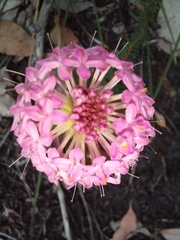 Pimelea rosea