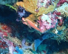 Pyronotanthias smithvanizi