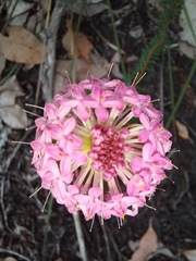 Pimelea rosea
