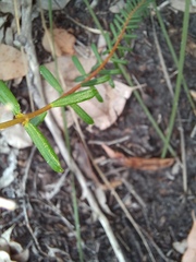 Pimelea rosea