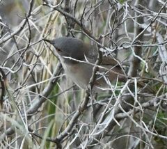 Curruca melanocephala
