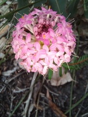 Pimelea rosea