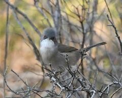 Curruca melanocephala