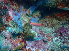 Pyronotanthias smithvanizi