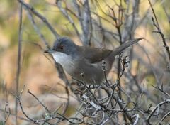 Curruca melanocephala
