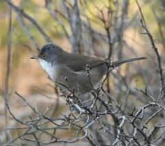 Curruca melanocephala
