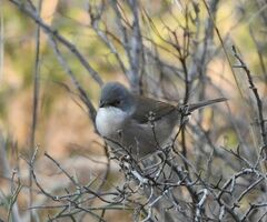 Curruca melanocephala