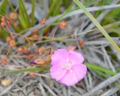 Drosera drummondii