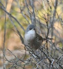Curruca melanocephala